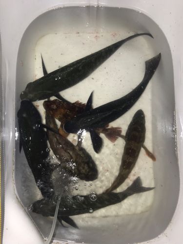 メジナの釣果