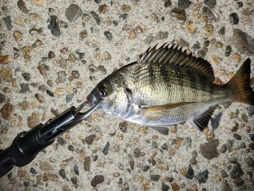 チヌの釣果