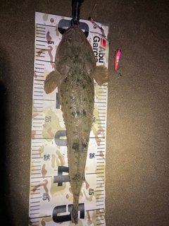 マゴチの釣果
