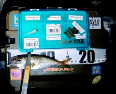 マアジの釣果