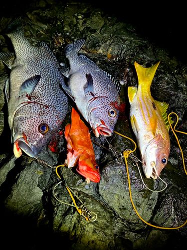 アジアコショウダイの釣果