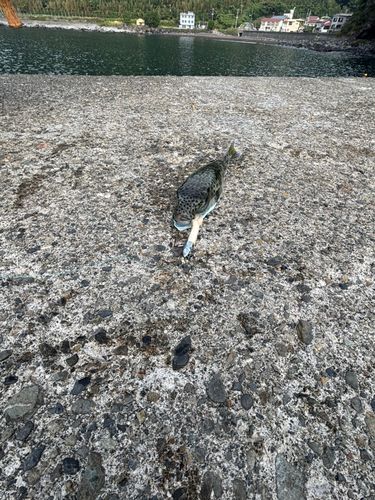 センニンフグの釣果