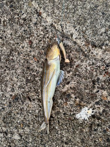 エソの釣果