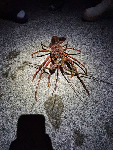 イセエビの釣果