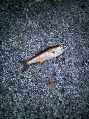 ムツの釣果