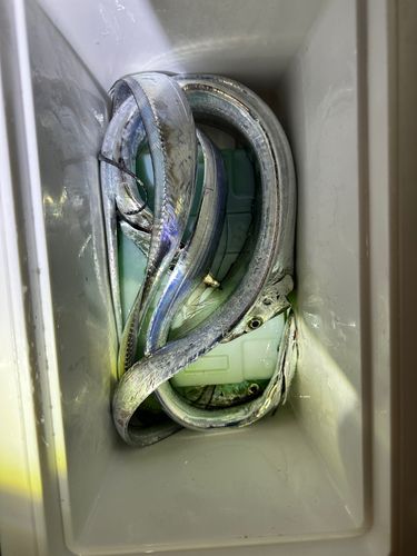 タチウオの釣果