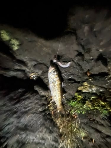 ムツの釣果