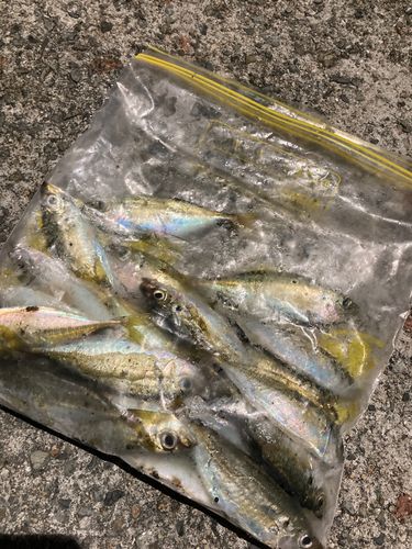 アジの釣果