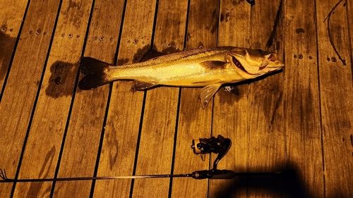 スズキの釣果