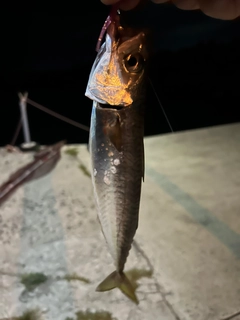 サバの釣果