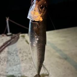 サバ