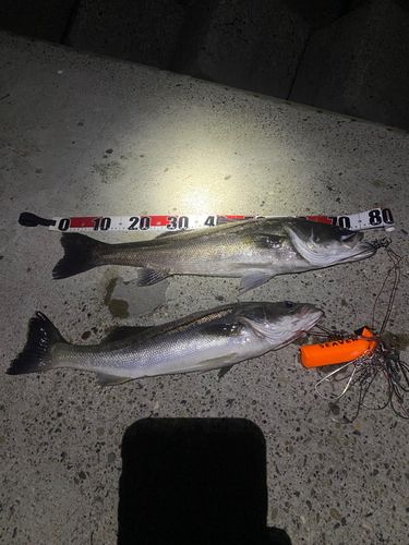 シーバスの釣果