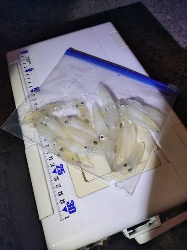 ベイカの釣果