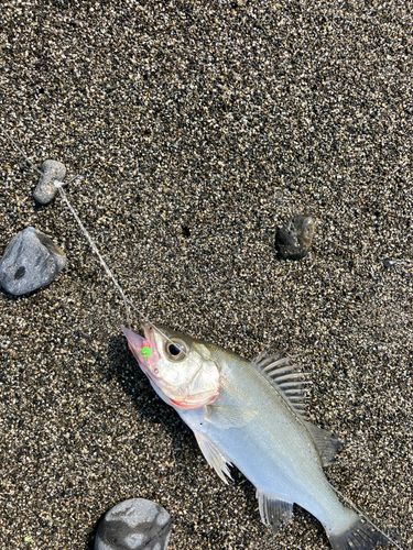 釣果