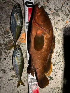 アコウの釣果