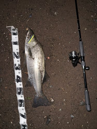 ヒラスズキの釣果