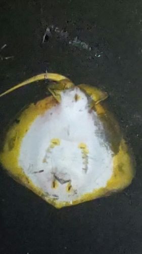 アカエイの釣果