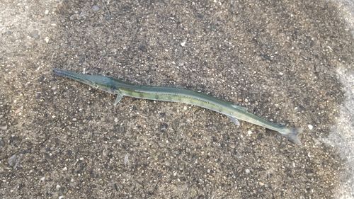 ダツの釣果