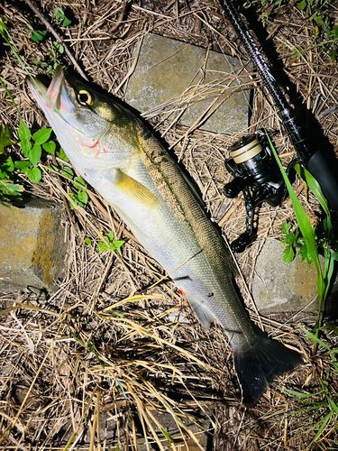 マルスズキの釣果