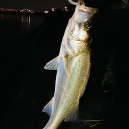 フッコ（マルスズキ）