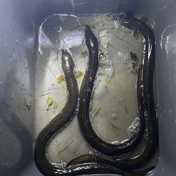 ウナギ
