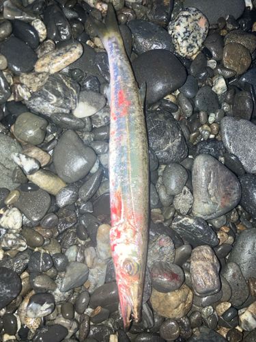カマスの釣果