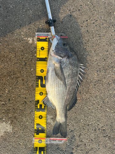 クロダイの釣果