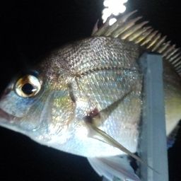 アジ