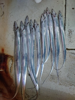 タチウオの釣果