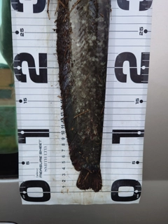 ナマズの釣果