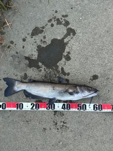 アメリカナマズの釣果