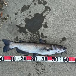 アメリカナマズ