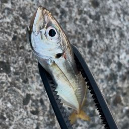 アジ