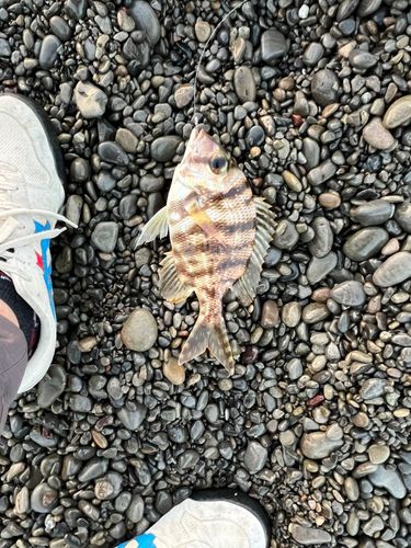 メイチダイの釣果