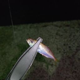 アジ