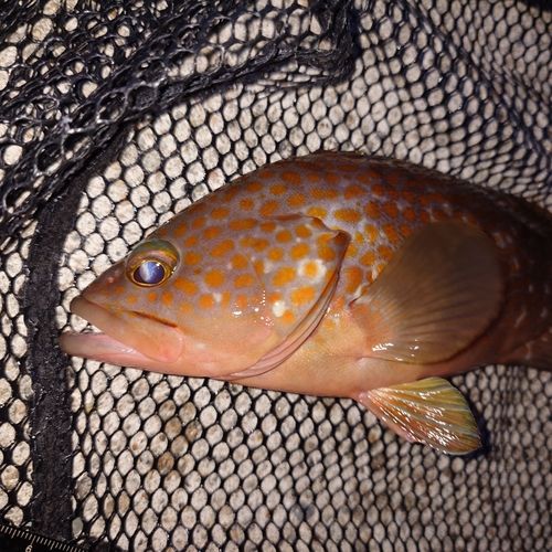 キジハタの釣果