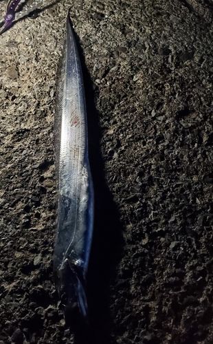 タチウオの釣果