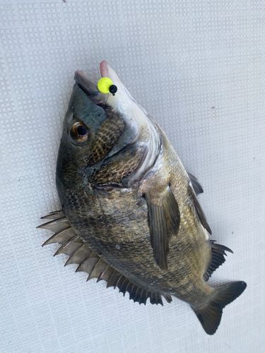 チヌの釣果