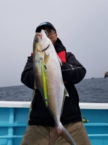 カンパチの釣果