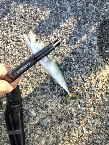 サバの釣果