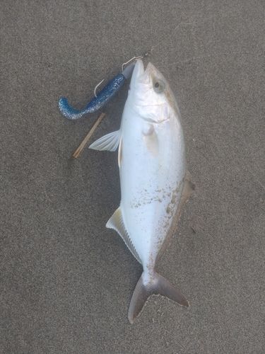 ショゴの釣果