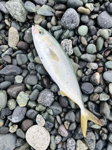 ワカシの釣果