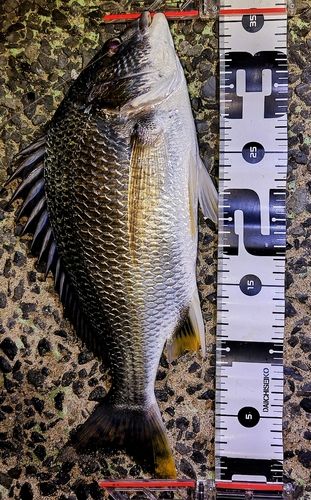 キビレの釣果