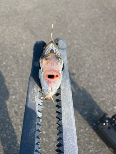 ヒイラギの釣果