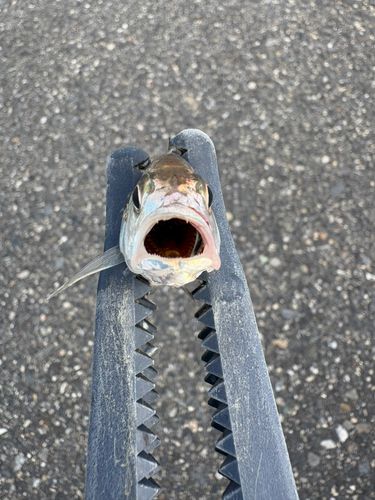 イシモチの釣果