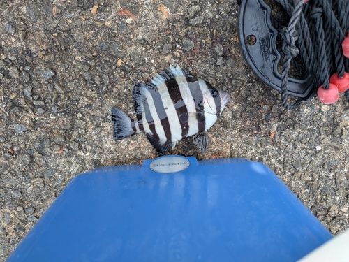 サンバソウの釣果