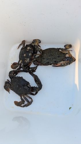 ワタリガニの釣果