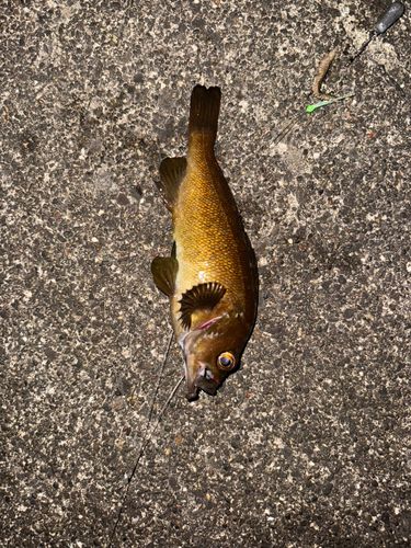 ガヤの釣果
