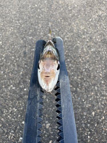 ヒイラギの釣果