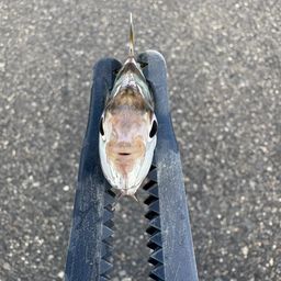 ヒイラギ
